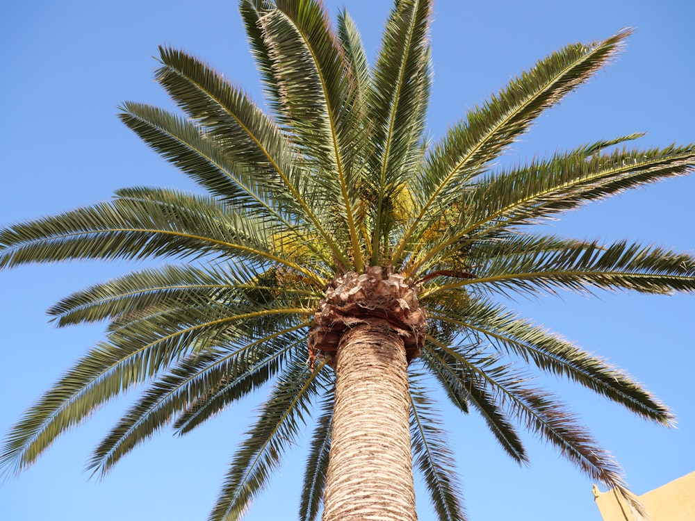 a palm tree with a blue sky in the background