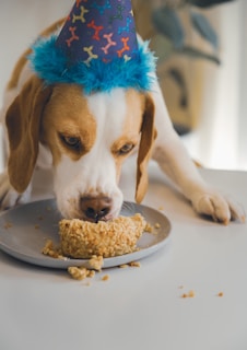 A dog wearing a colorful party hat is eating a cake covered in nuts on a plate placed on a table.