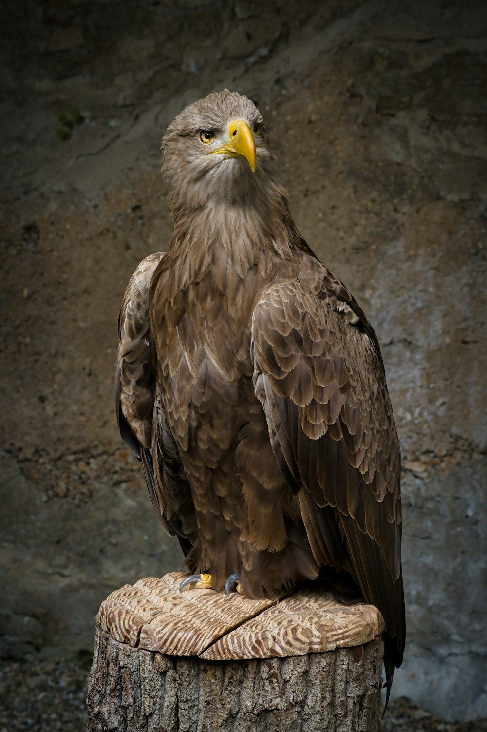 a large bird sitting on top of a wooden stump