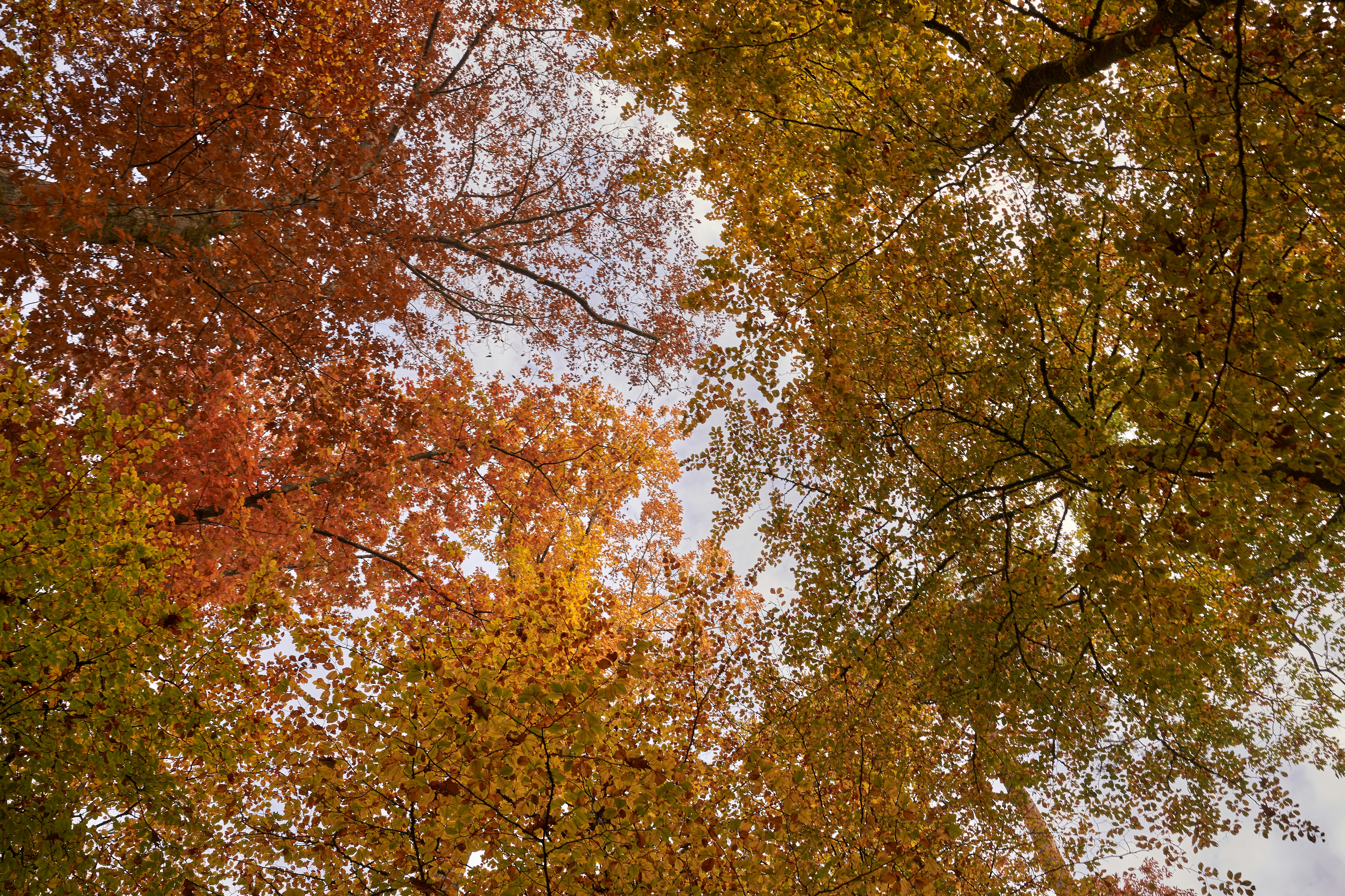 Photo by wolfgang_hasselmann