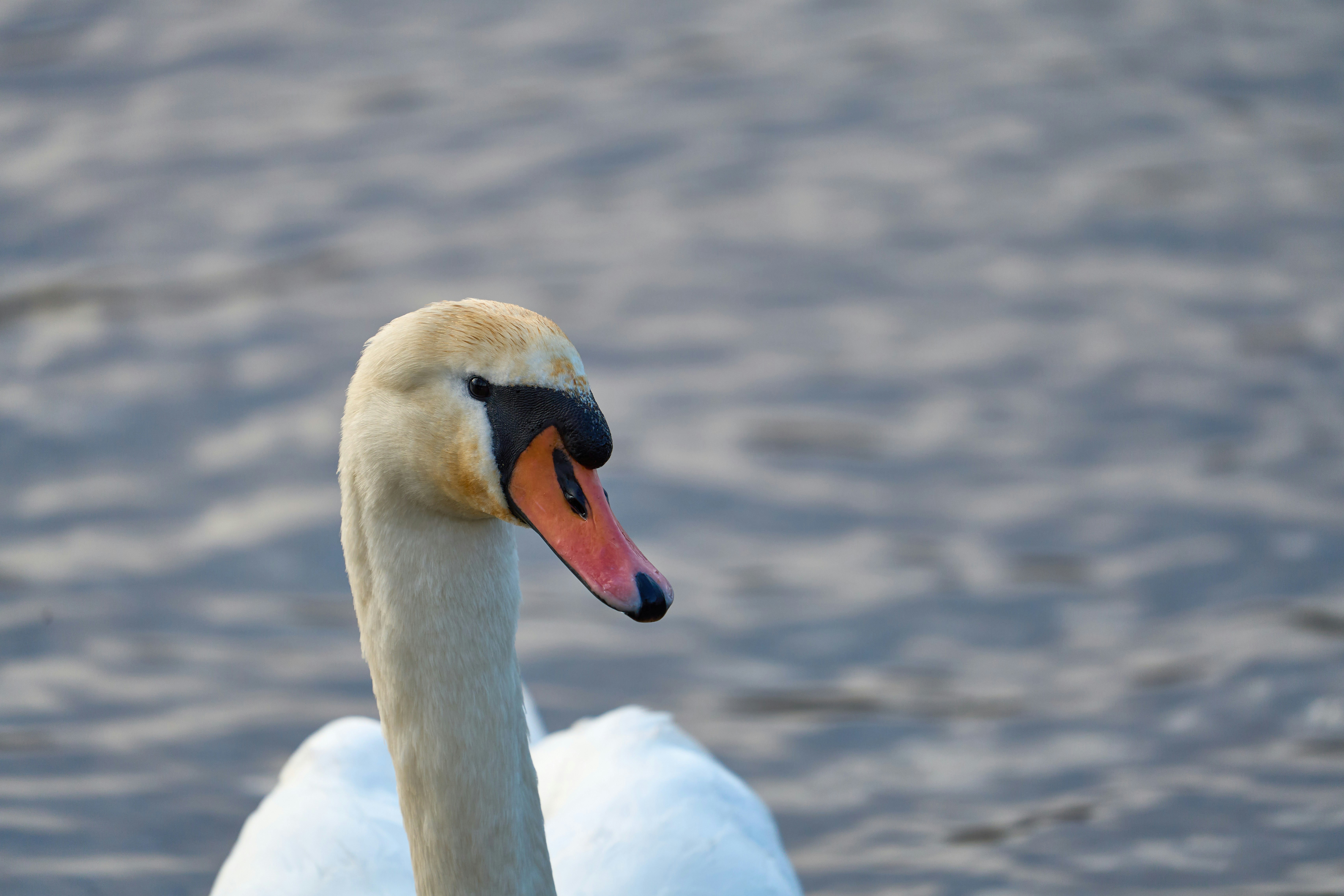 Photo by wolfgang_hasselmann