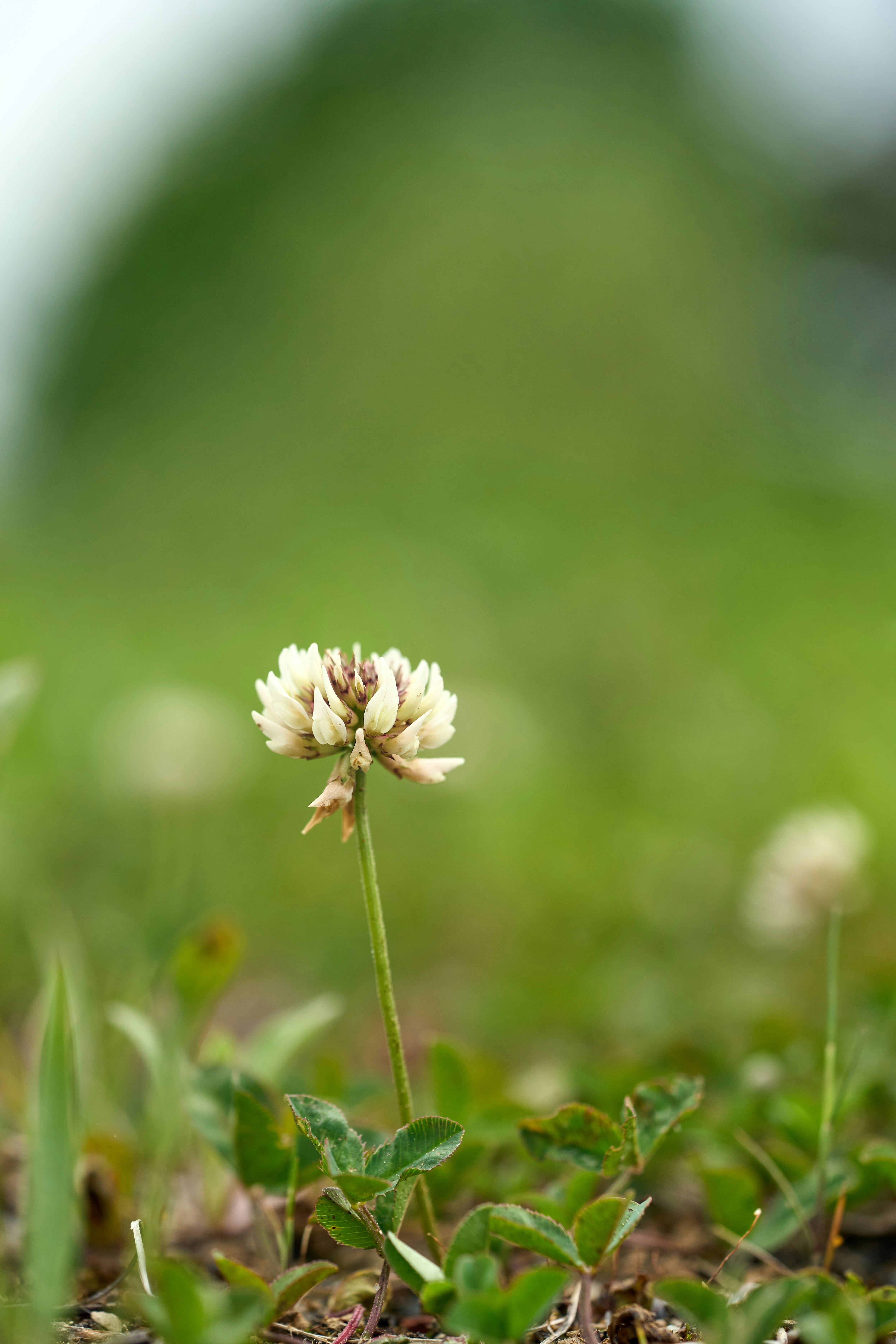 Photo by wolfgang_hasselmann