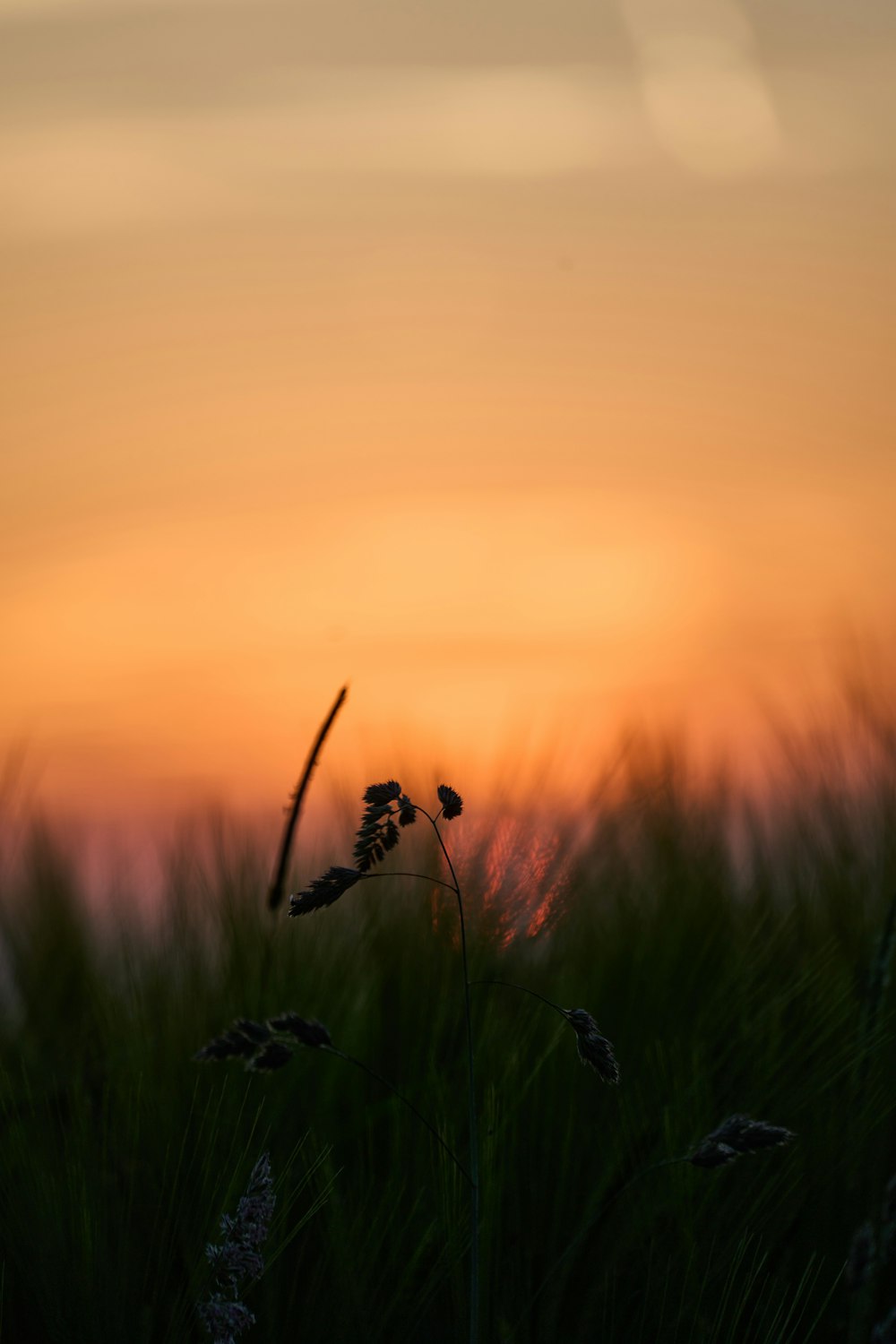 the sun is setting over a field of tall grass