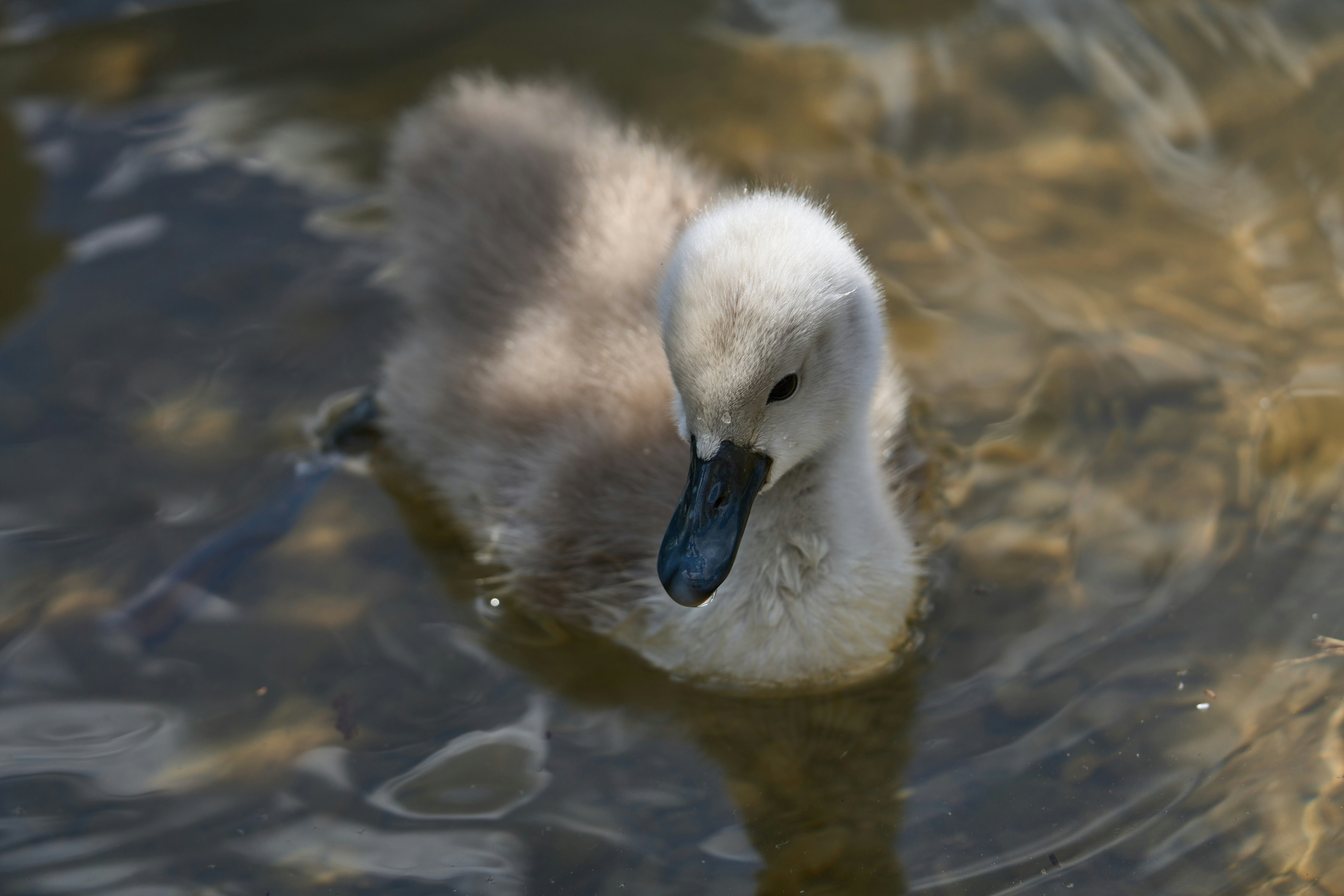 Photo by wolfgang_hasselmann