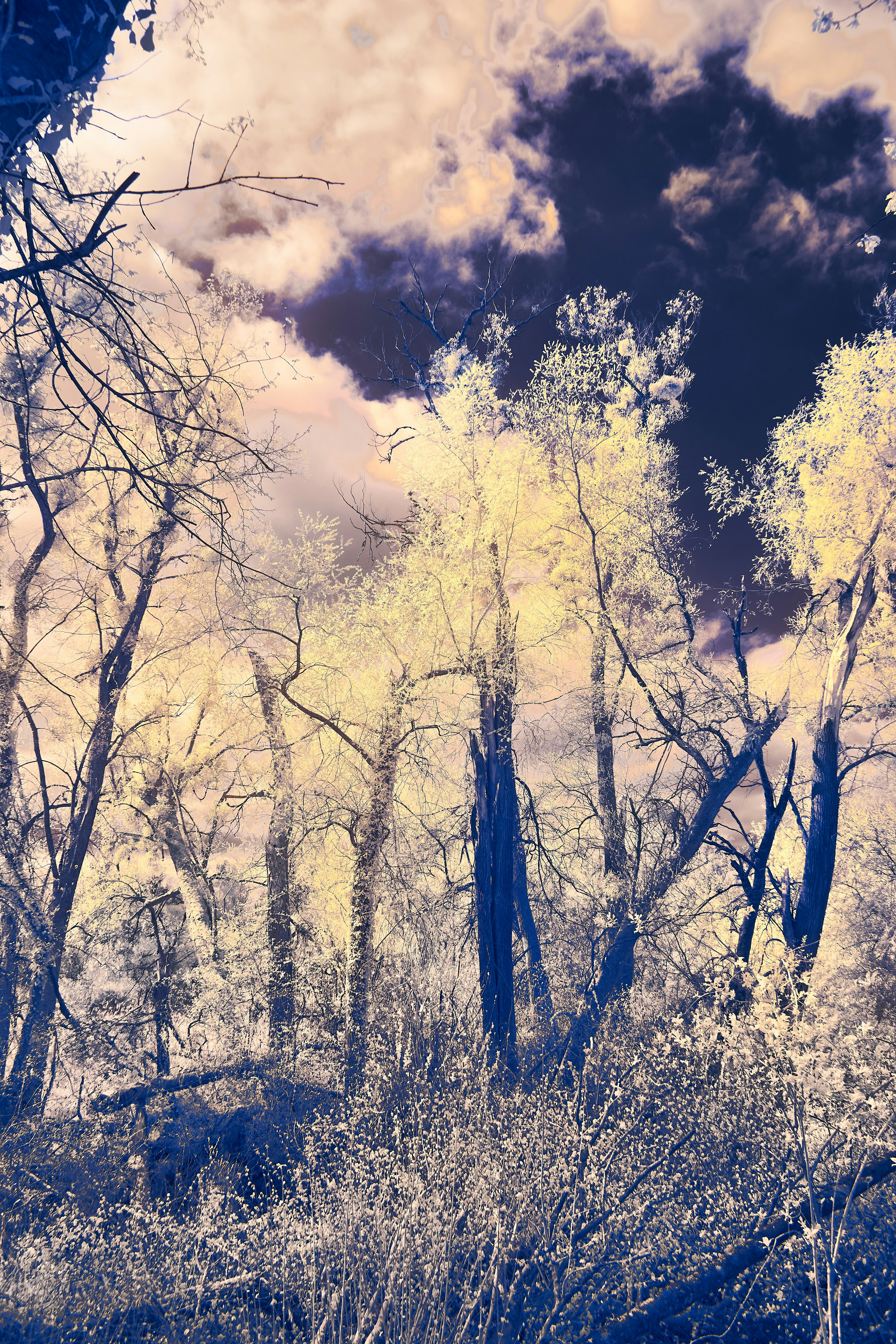 Photo by wolfgang_hasselmann