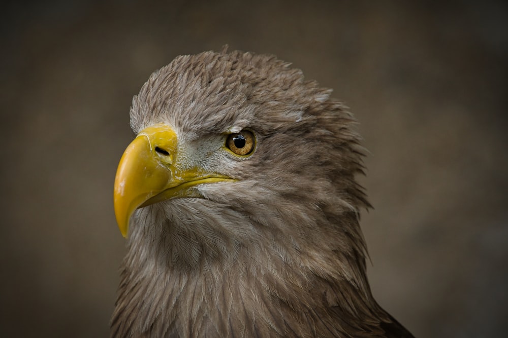 a close up of a bird of prey