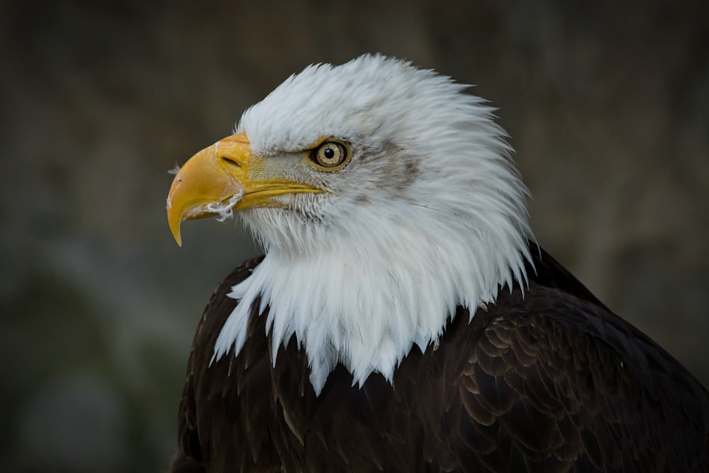 a bald eagle with a white head and yellow beak
