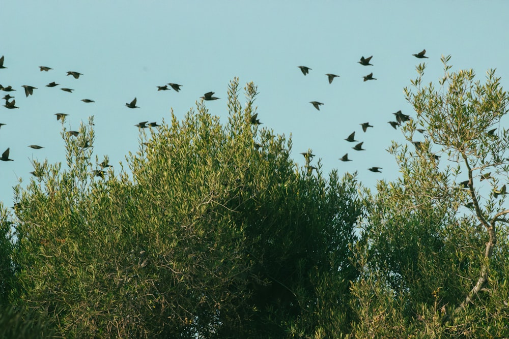 a flock of birds flying over a forest