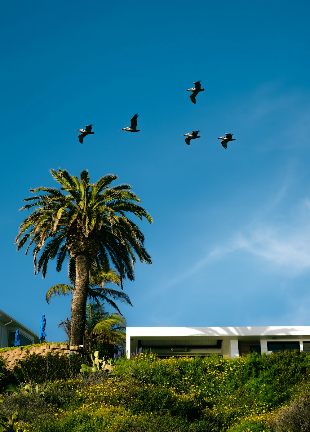 a flock of birds flying over a palm tree