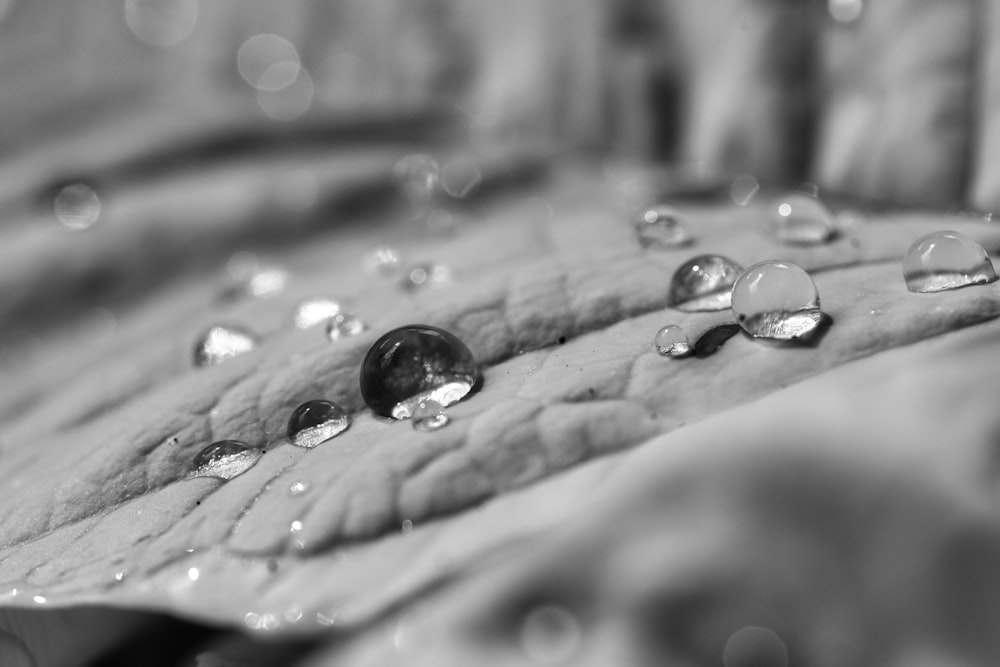 a black and white photo of water droplets on a leaf
