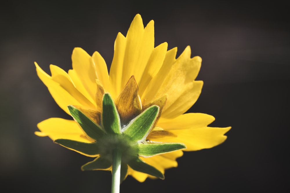 a close up of a yellow flower with a black background