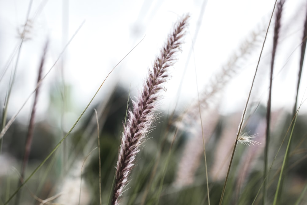 a close up of a plant with a blurry background