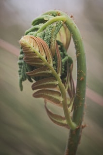 A close-up view of a young fern frond unfurling, showcasing the intricate spiral shape typical of new fern growth. The frond is a vibrant green with touches of light brown on the edges, suggesting new life and growth. The background is softly blurred, emphasizing the detail of the fern.