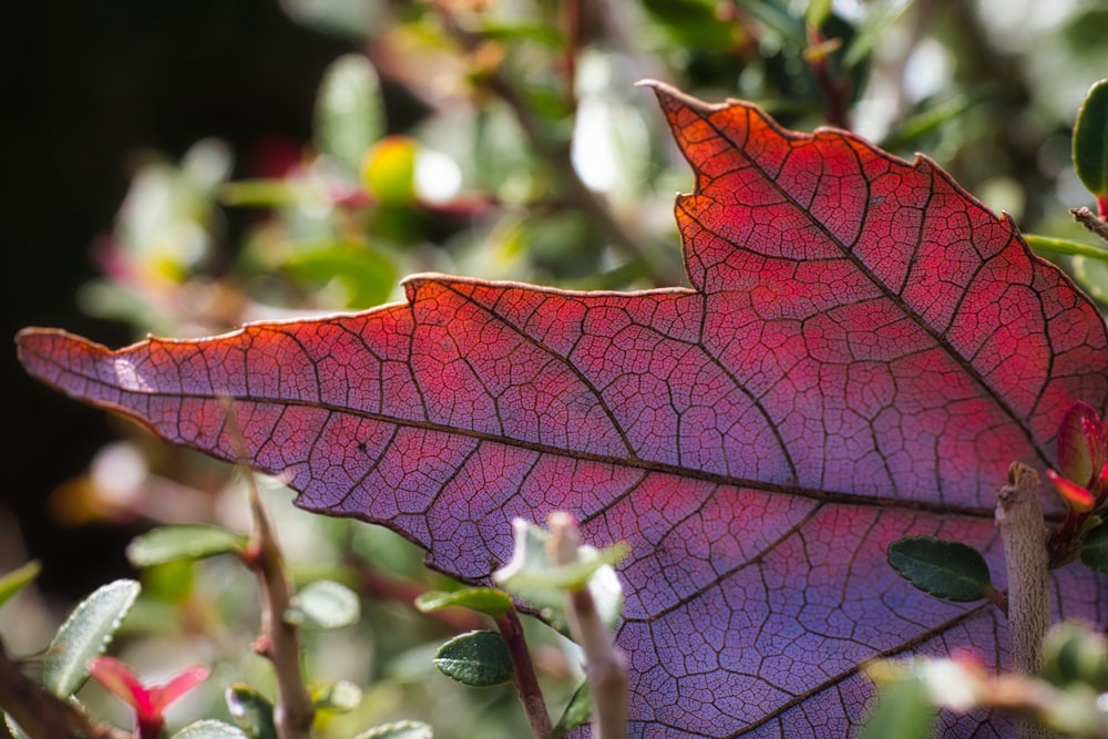 a close up of a leaf on a tree