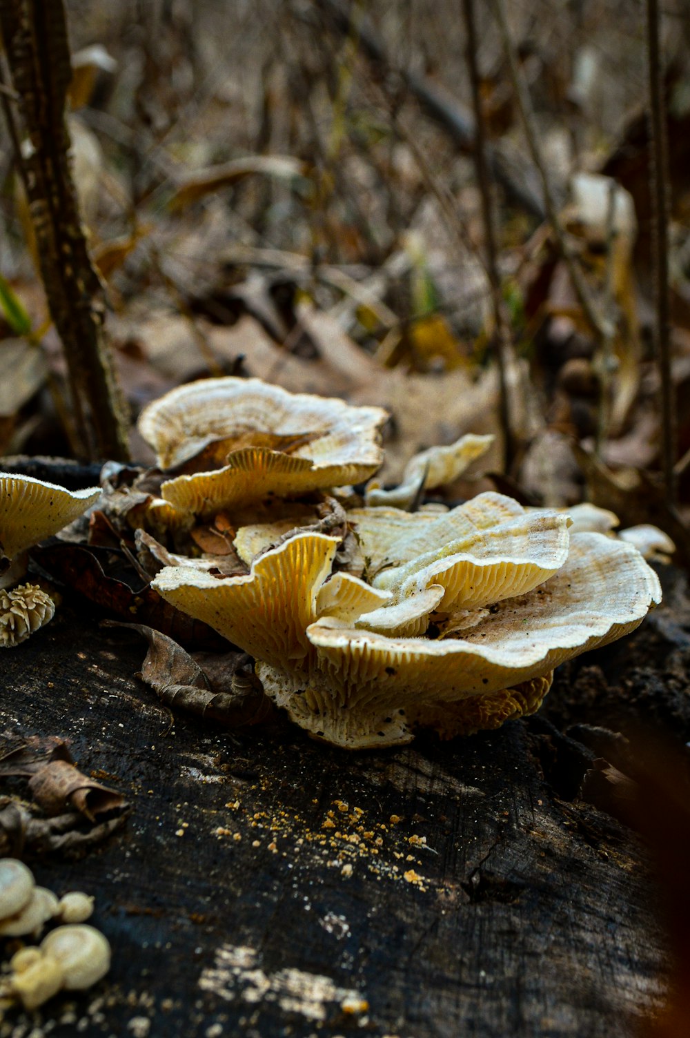 a group of mushrooms sitting on top of a tree stump