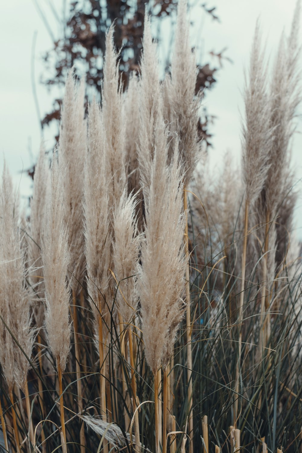 a bunch of tall dry grass next to a tree