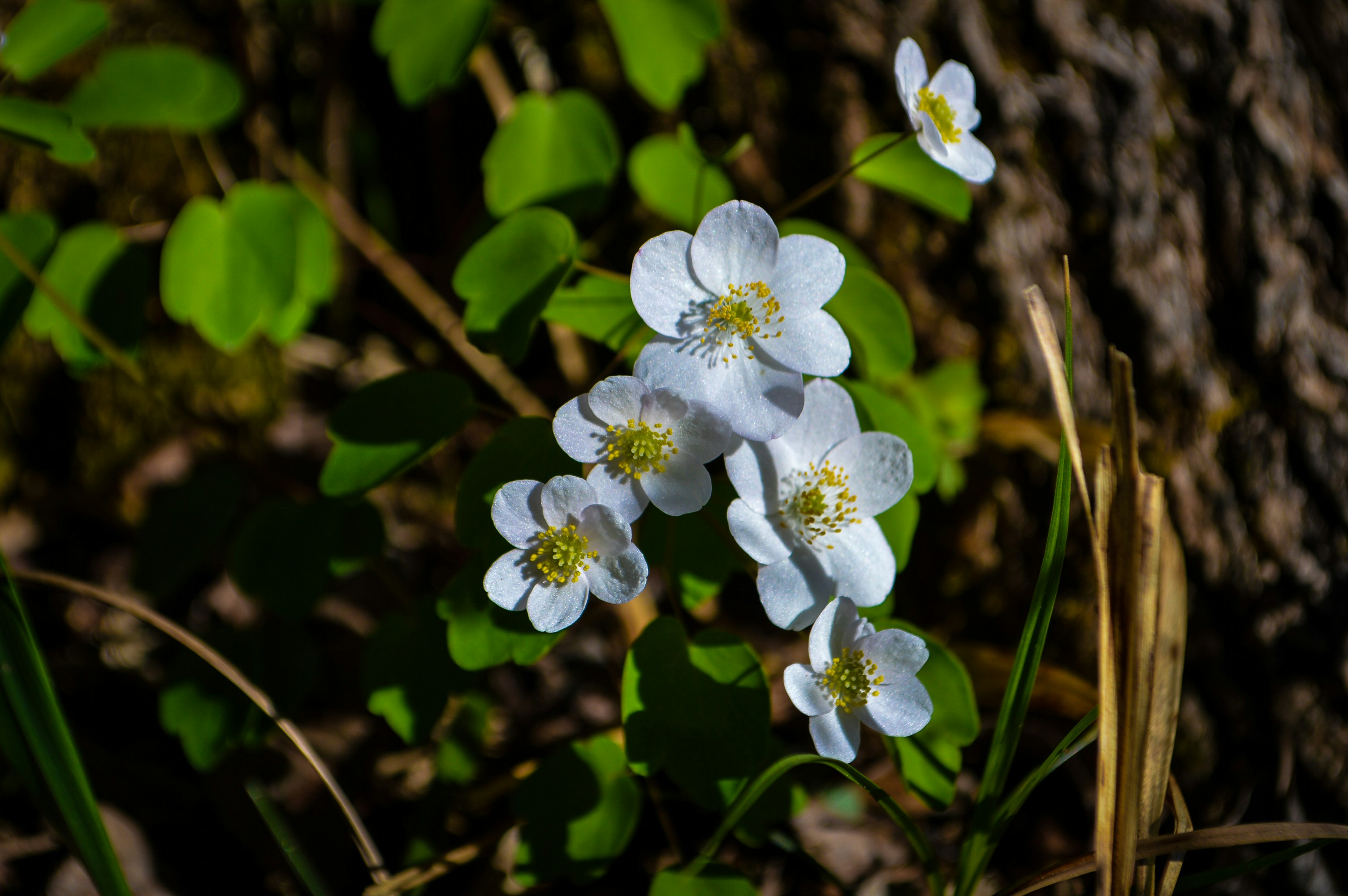 Photo by nitrousparrot