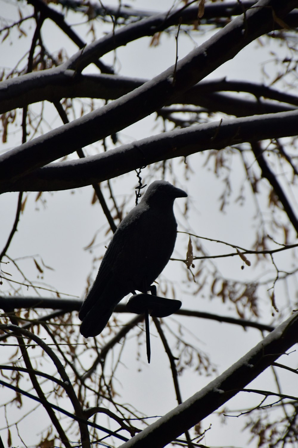 un oiseau assis sur une branche d’arbre