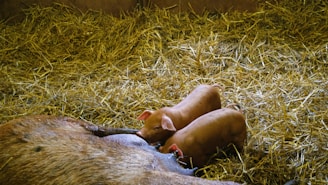 Close-up of a farmer inspecting healthy piglets in a barn.
