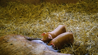 Two piglets are nursing from a sow in a bed of straw on a farm. The piglets appear healthy and are closely huddled together.