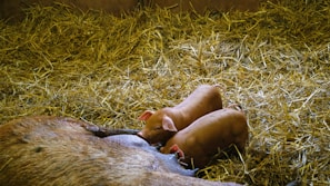 Close-up of a healthy piglet nursing from its mother in a cozy pen