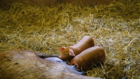 Two piglets are nursing from a sow in a bed of straw on a farm. The piglets appear healthy and are closely huddled together.