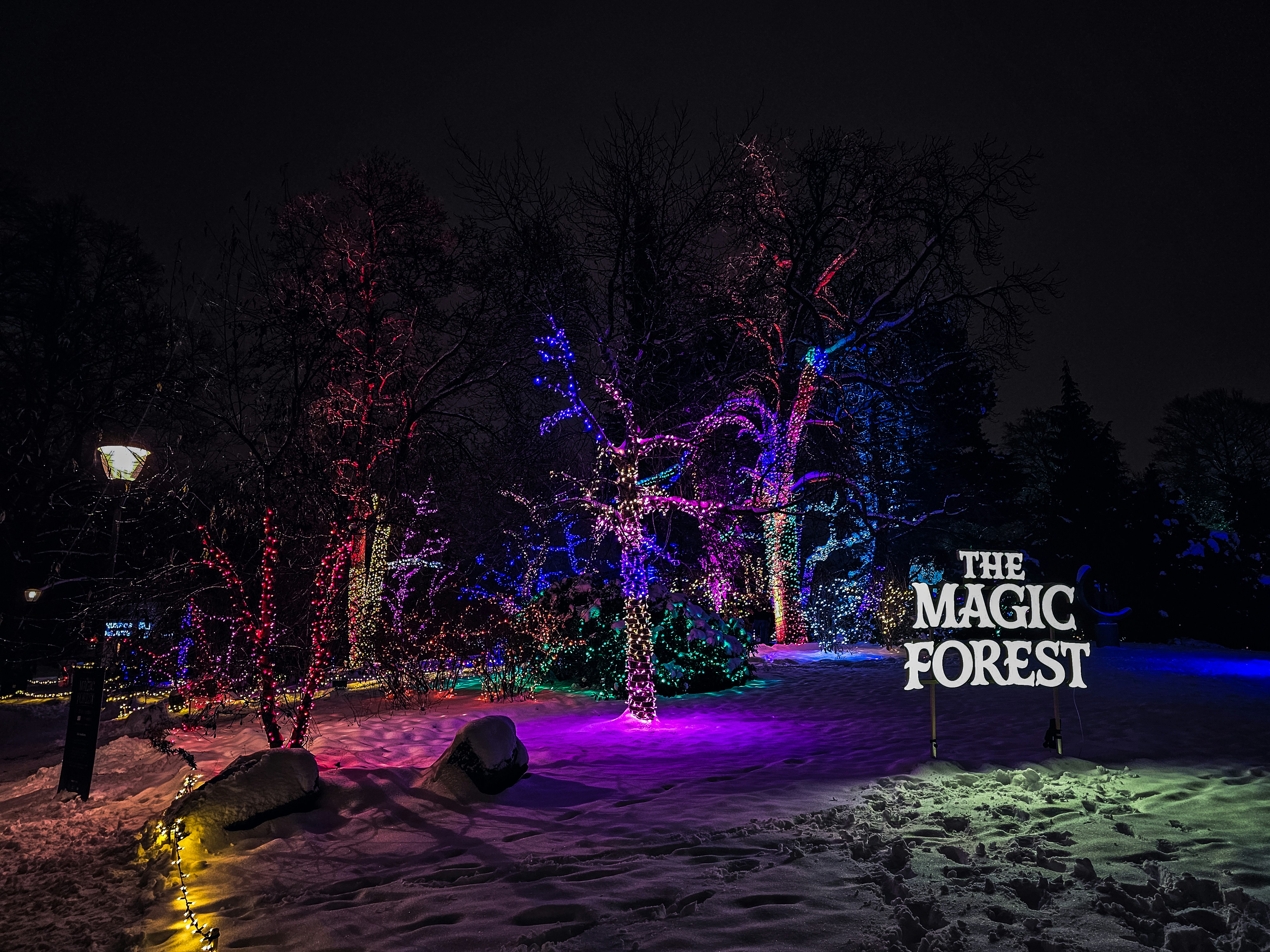 Enchanted Forest Tale