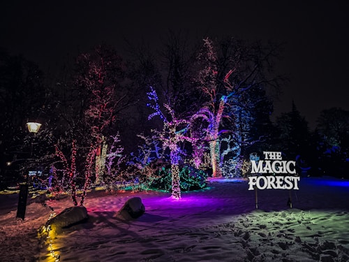 A nighttime scene featuring trees adorned with vibrant string lights in various colors like red, blue, and purple. The ground is covered with snow, reflecting the colorful lights. A luminous sign reads 'The Magic Forest.'