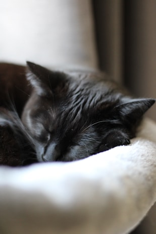 A gentle black cat resting peacefully on a volunteer's lap in the shelter.