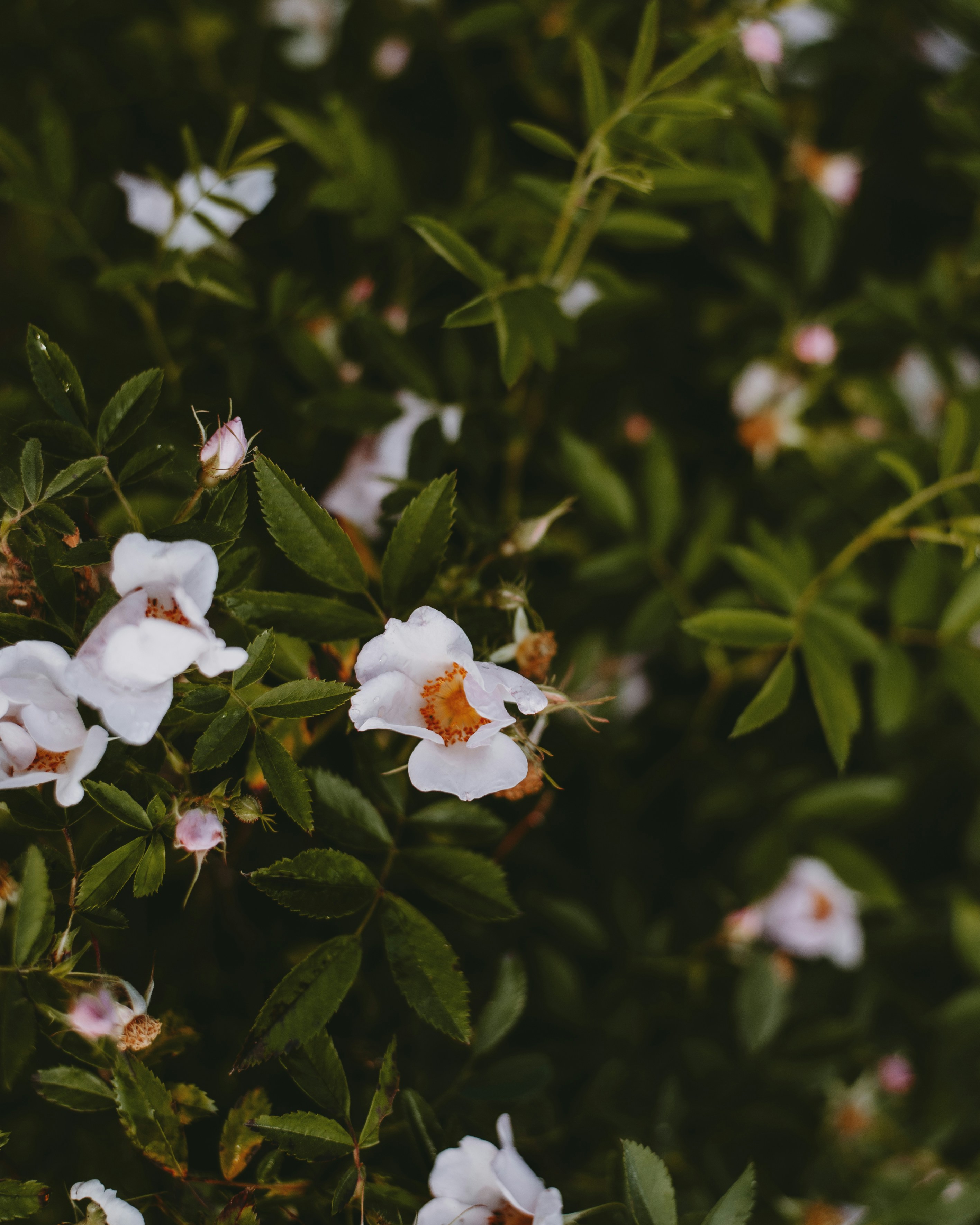 Photo by prairiepilgrim