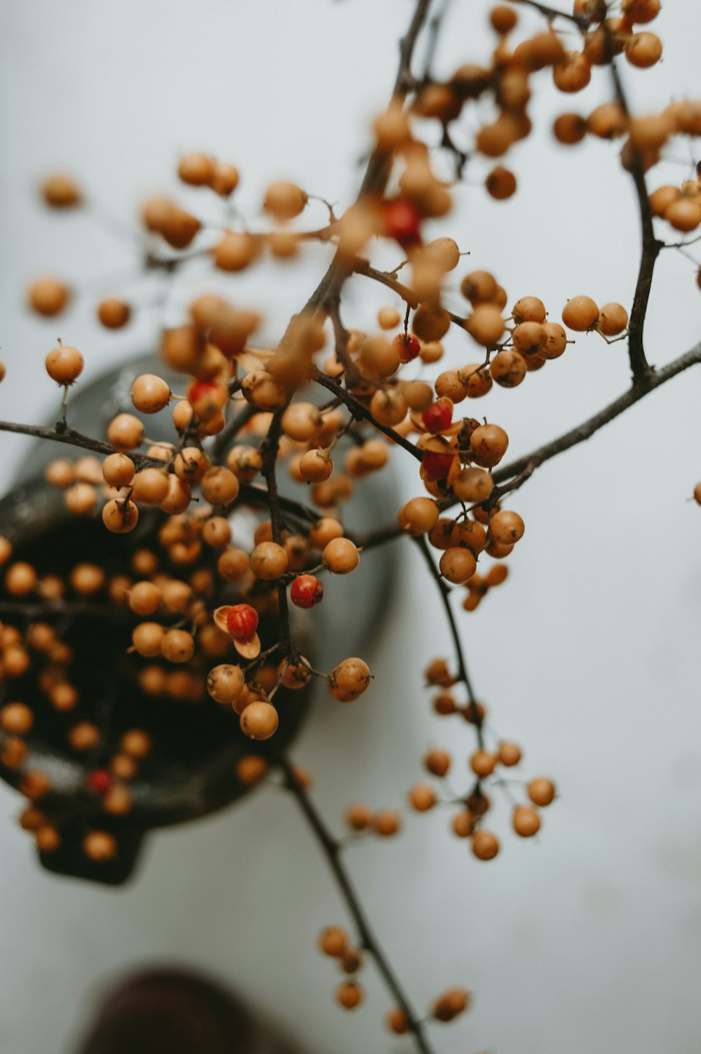 a close up of a small tree with berries on it