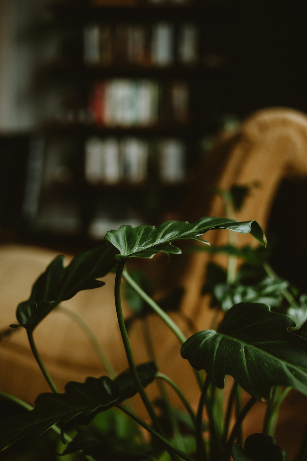a green plant sitting on top of a wooden chair