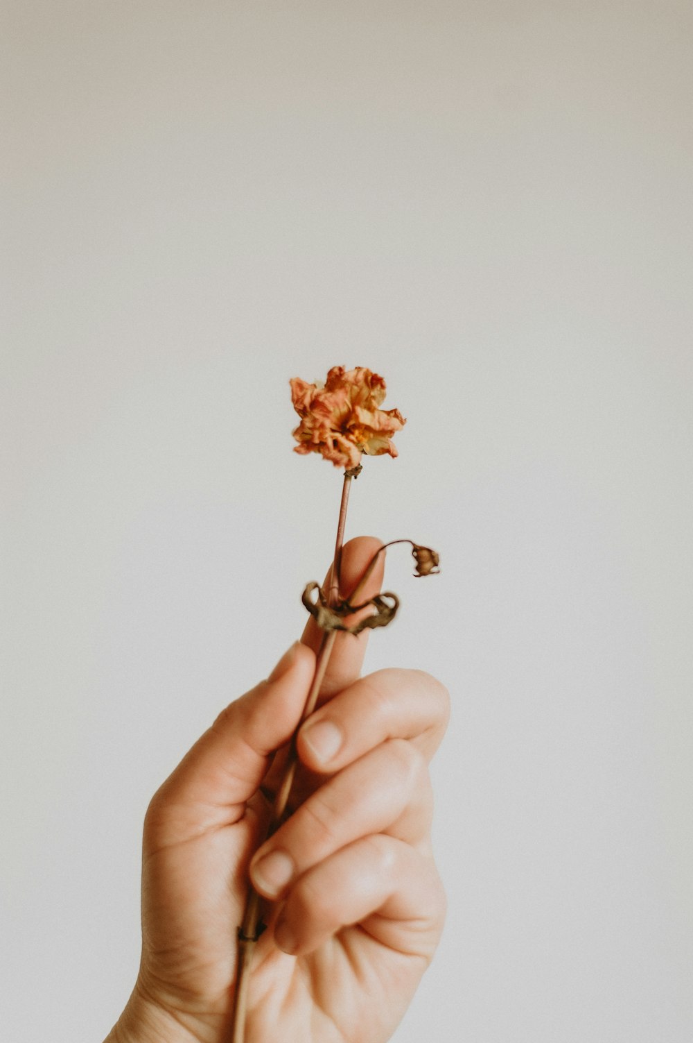 a person holding a flower in their hand