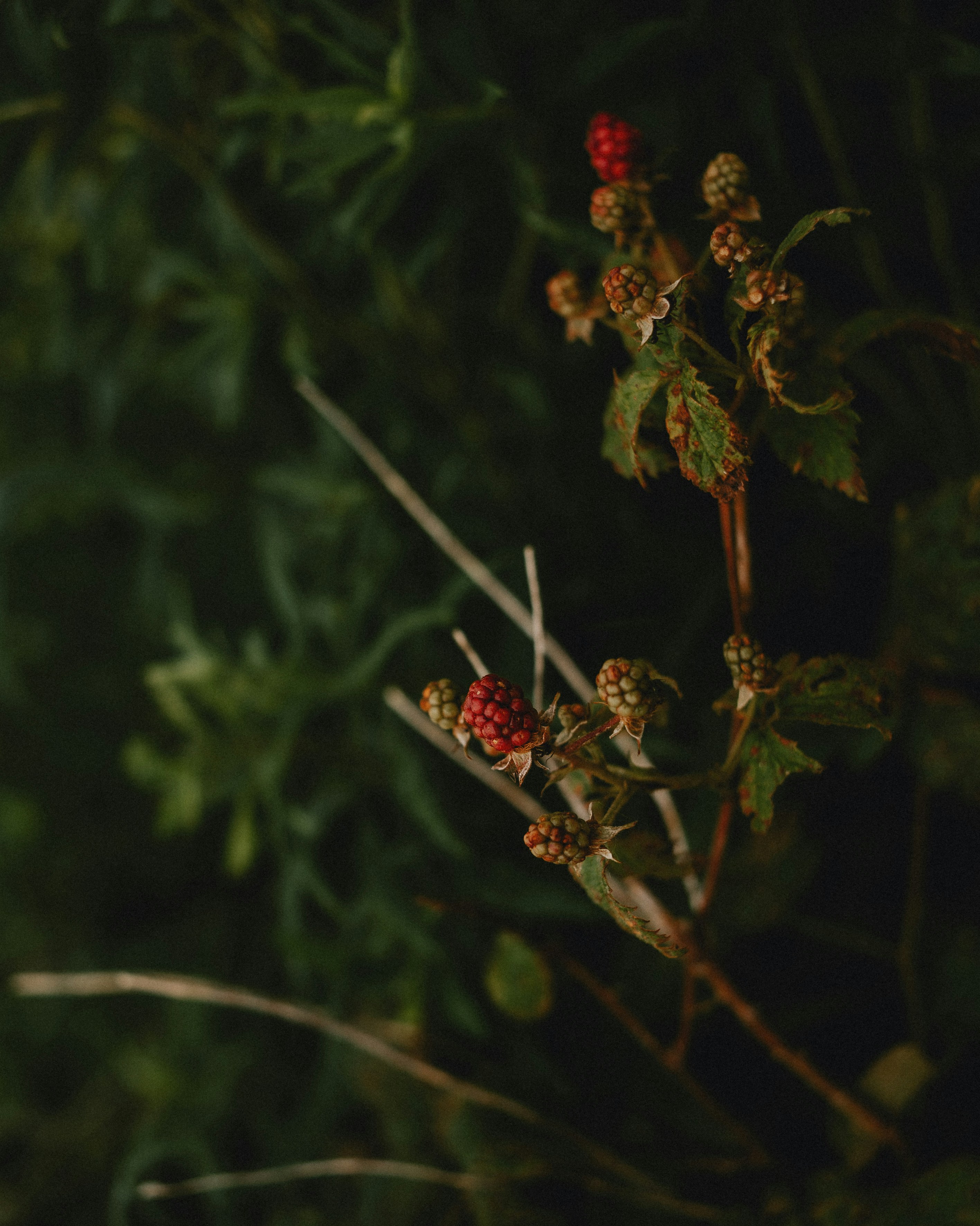 Photo by prairiepilgrim