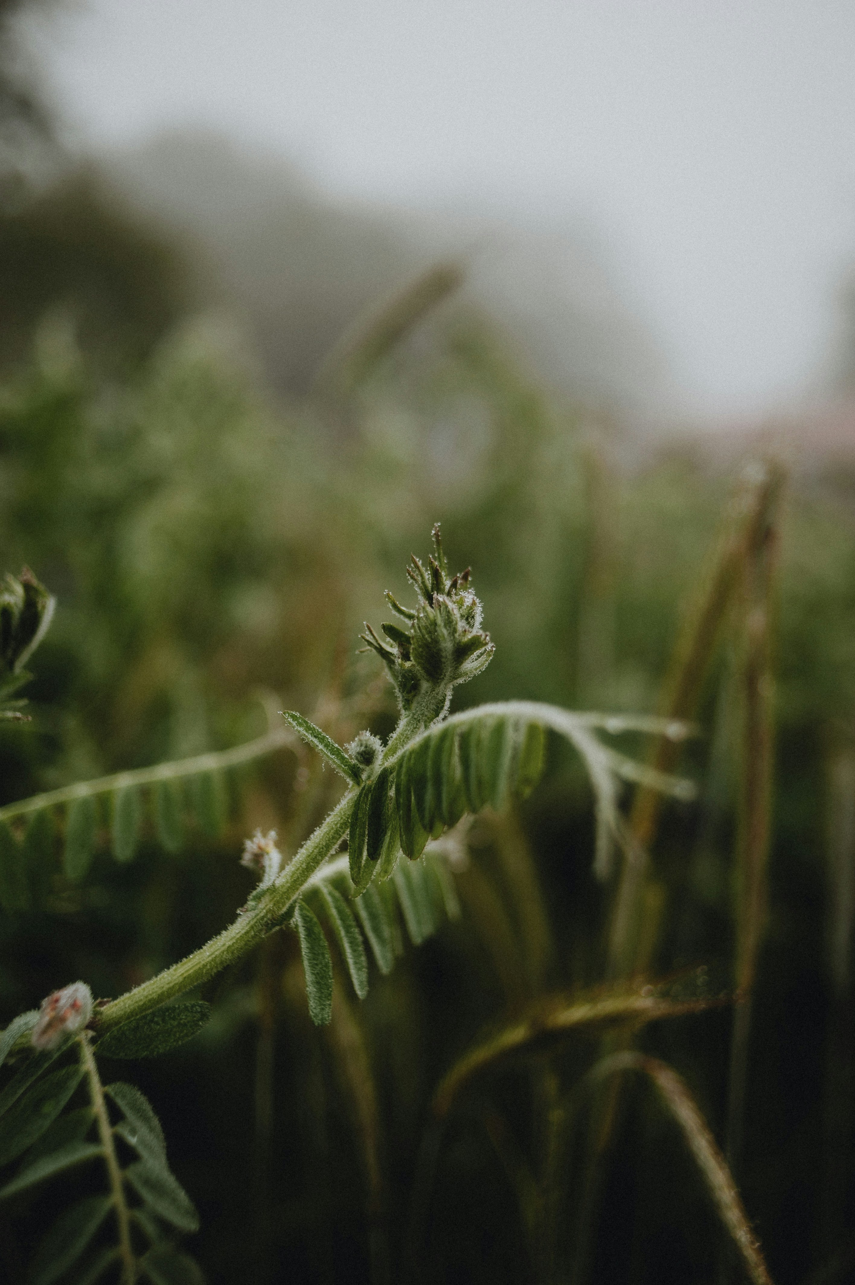 Photo by prairiepilgrim