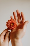 a person holding a flower in their hand