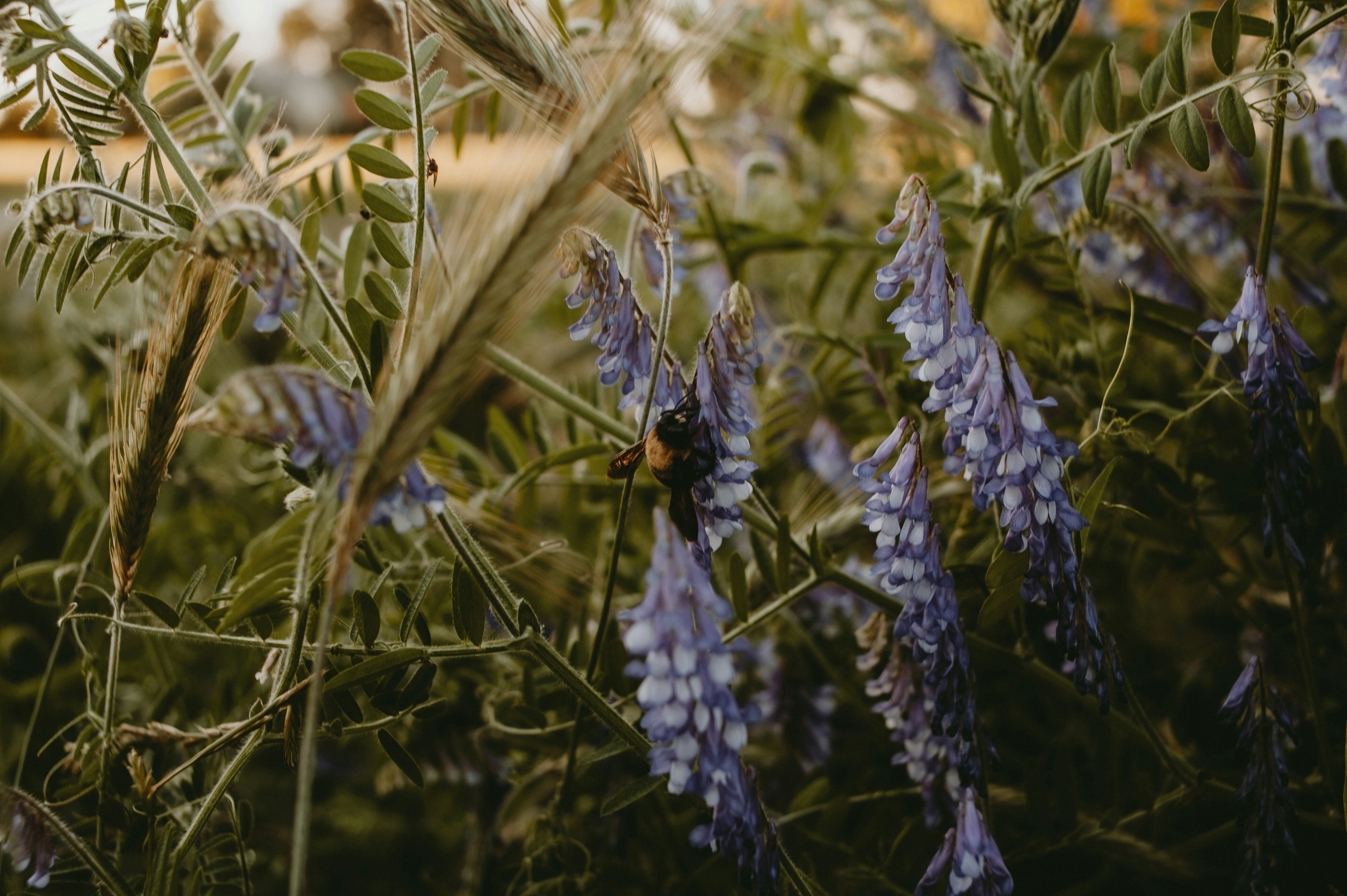 Photo by prairiepilgrim