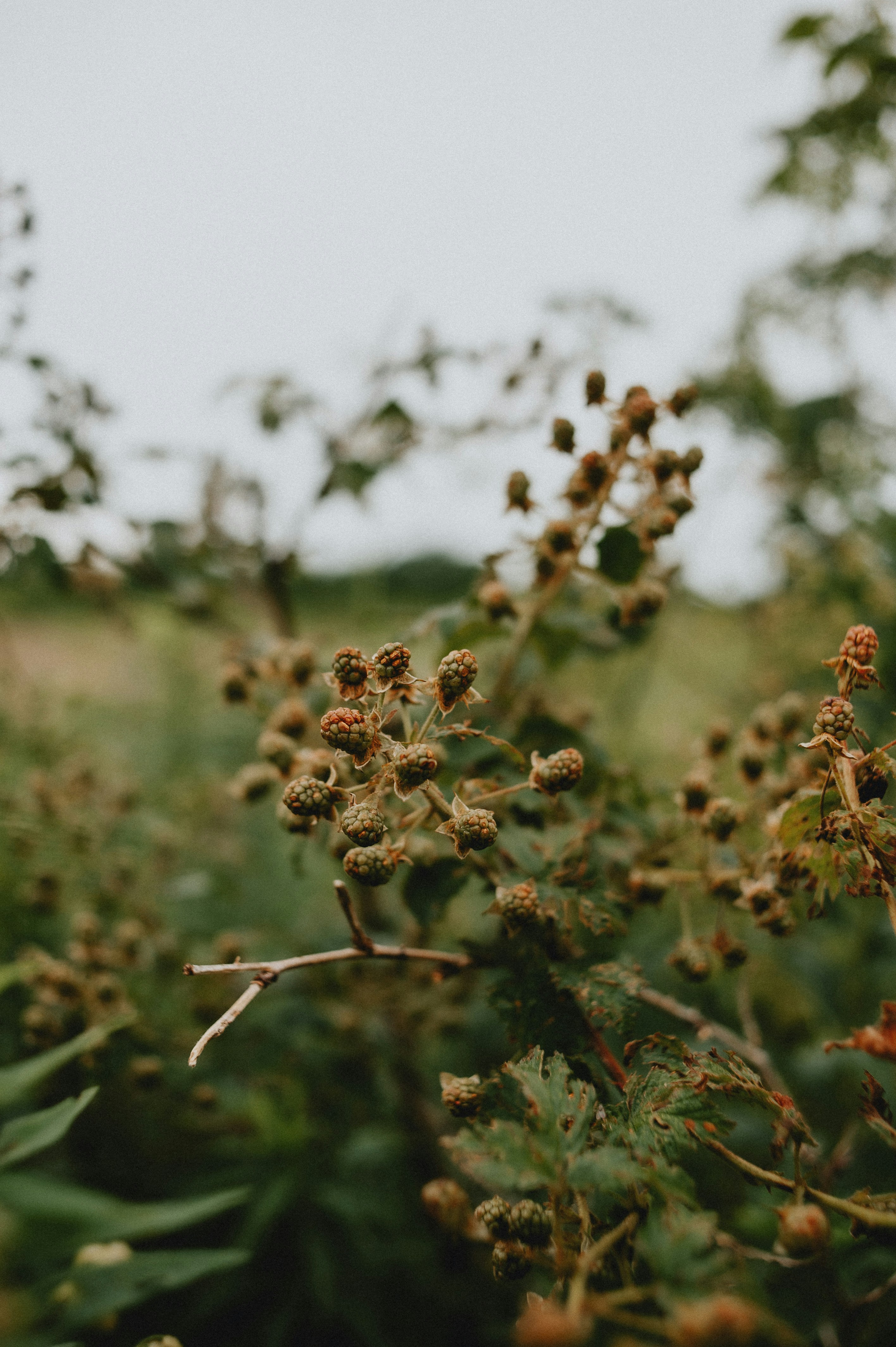 Photo by prairiepilgrim