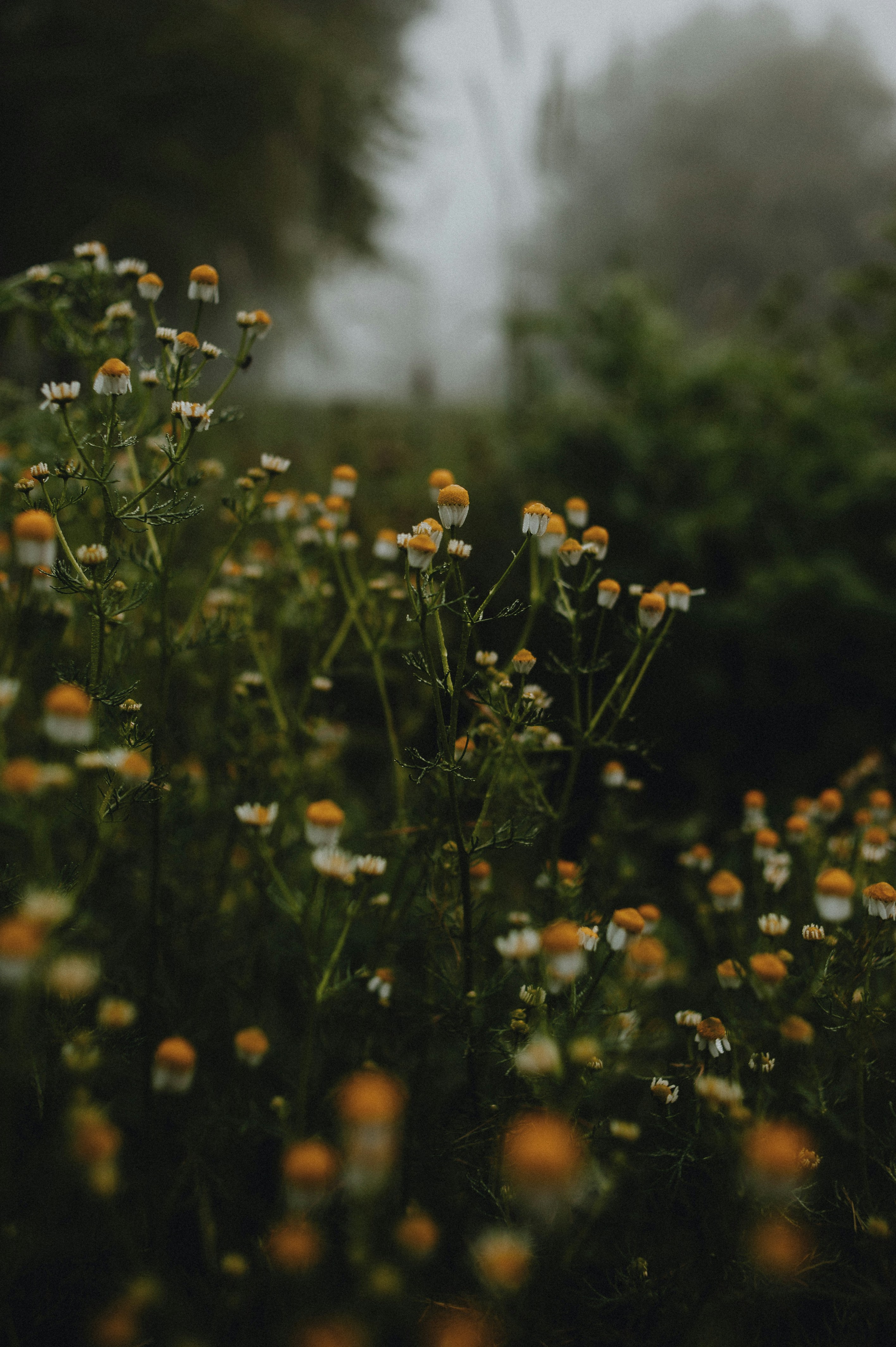 Photo by prairiepilgrim