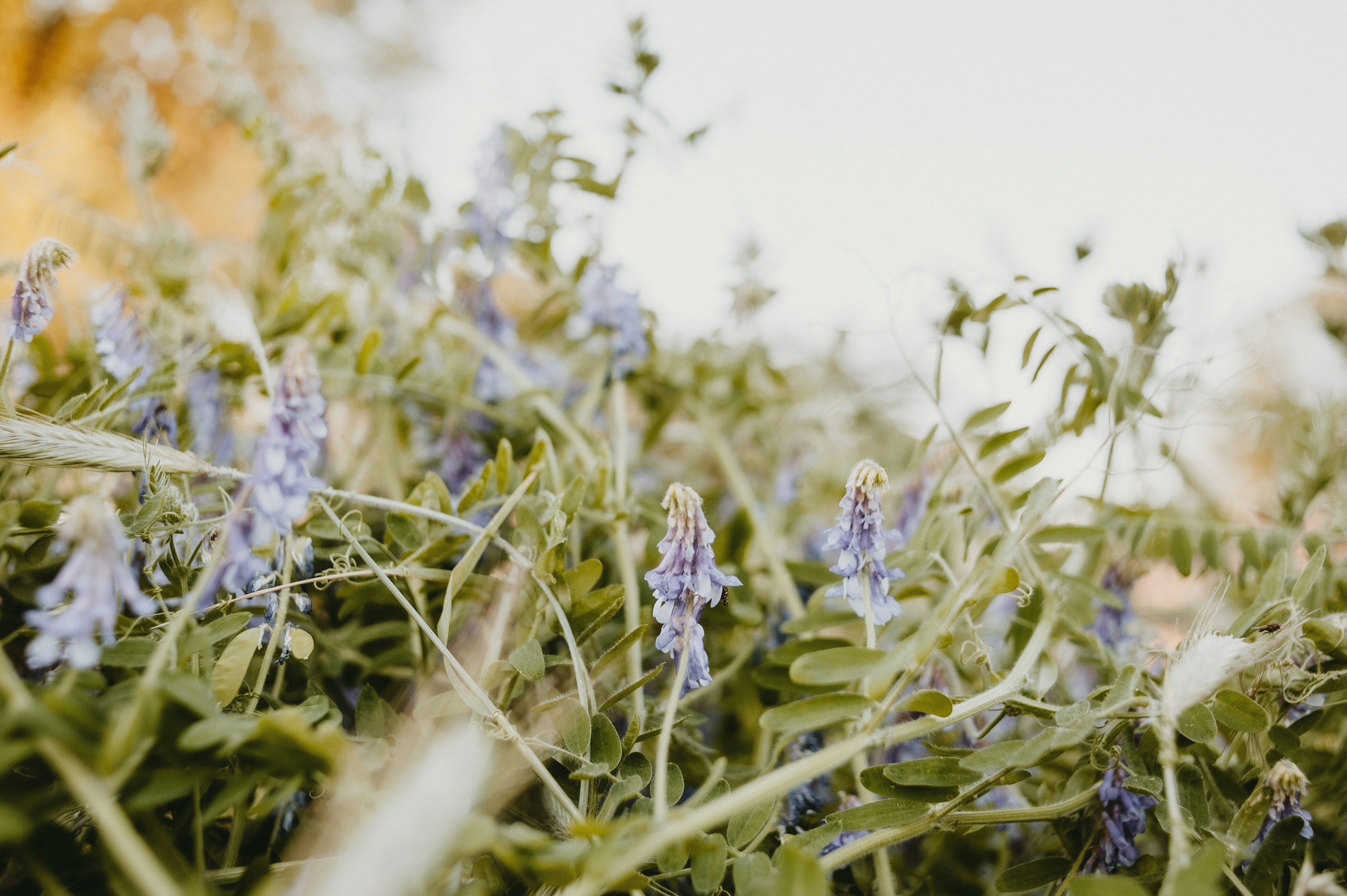 Photo by prairiepilgrim