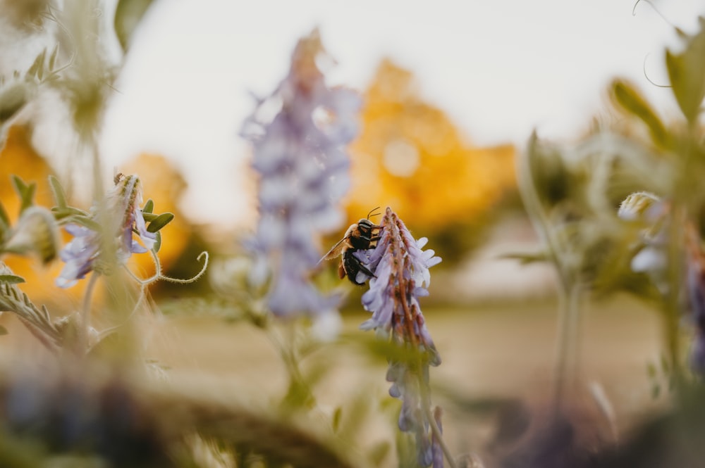 a close up of a bee on a flower