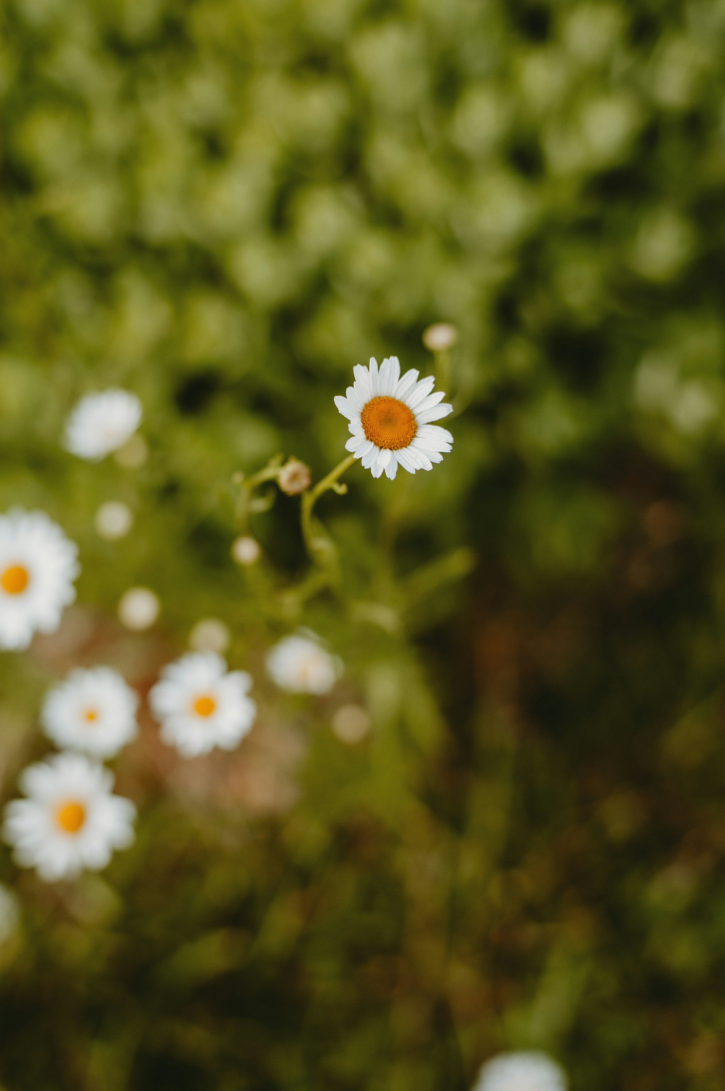 Photo by prairiepilgrim