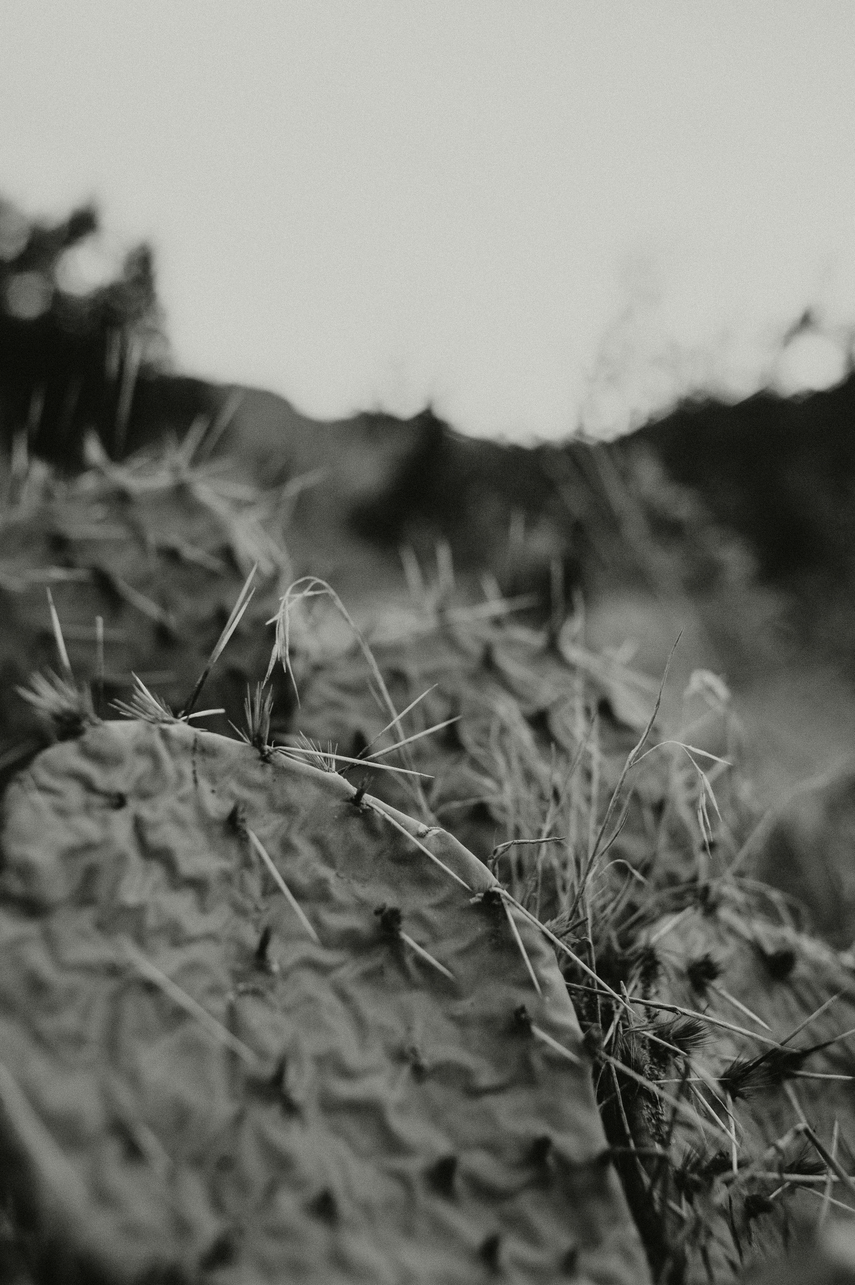 Photo by prairiepilgrim