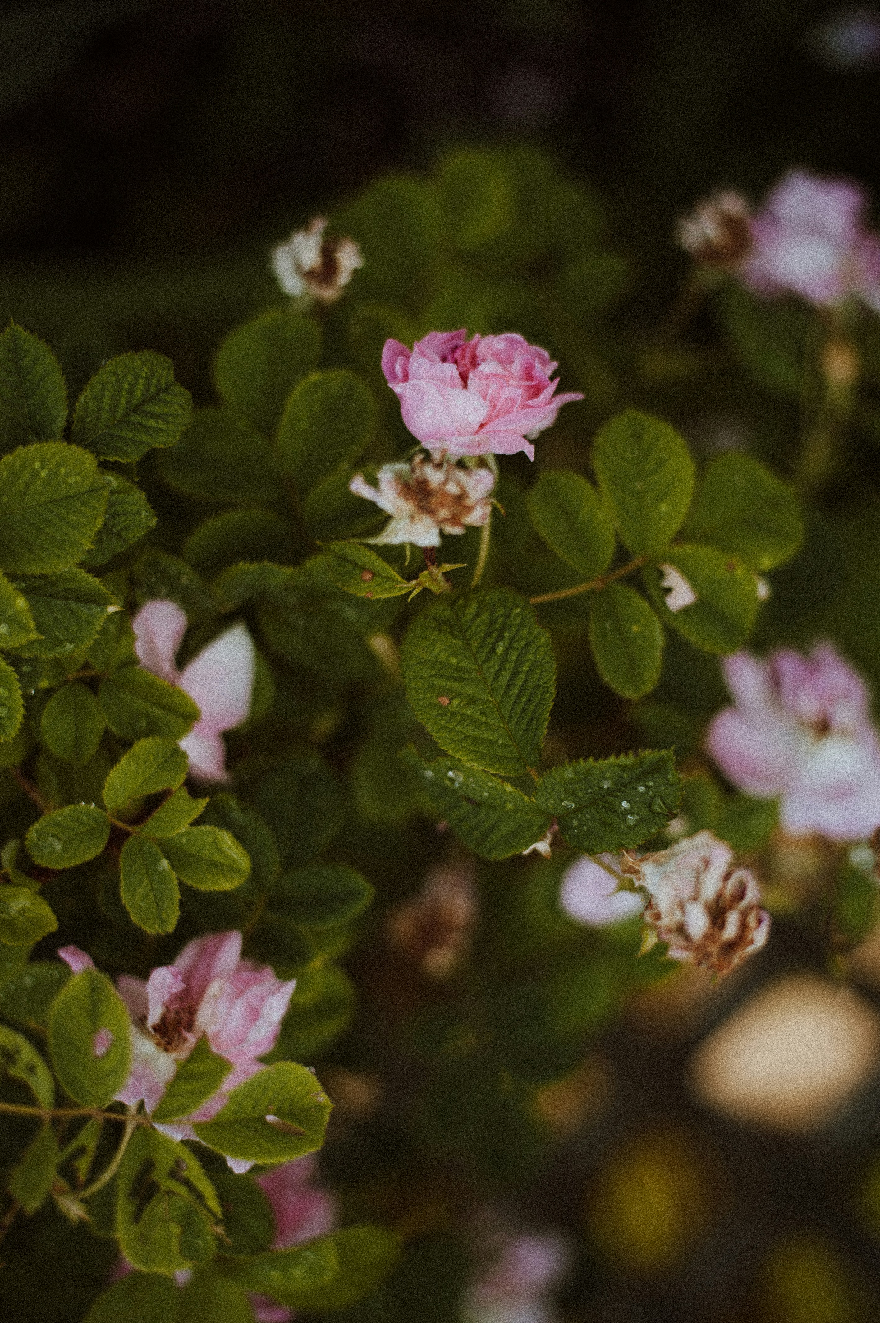 Photo by prairiepilgrim