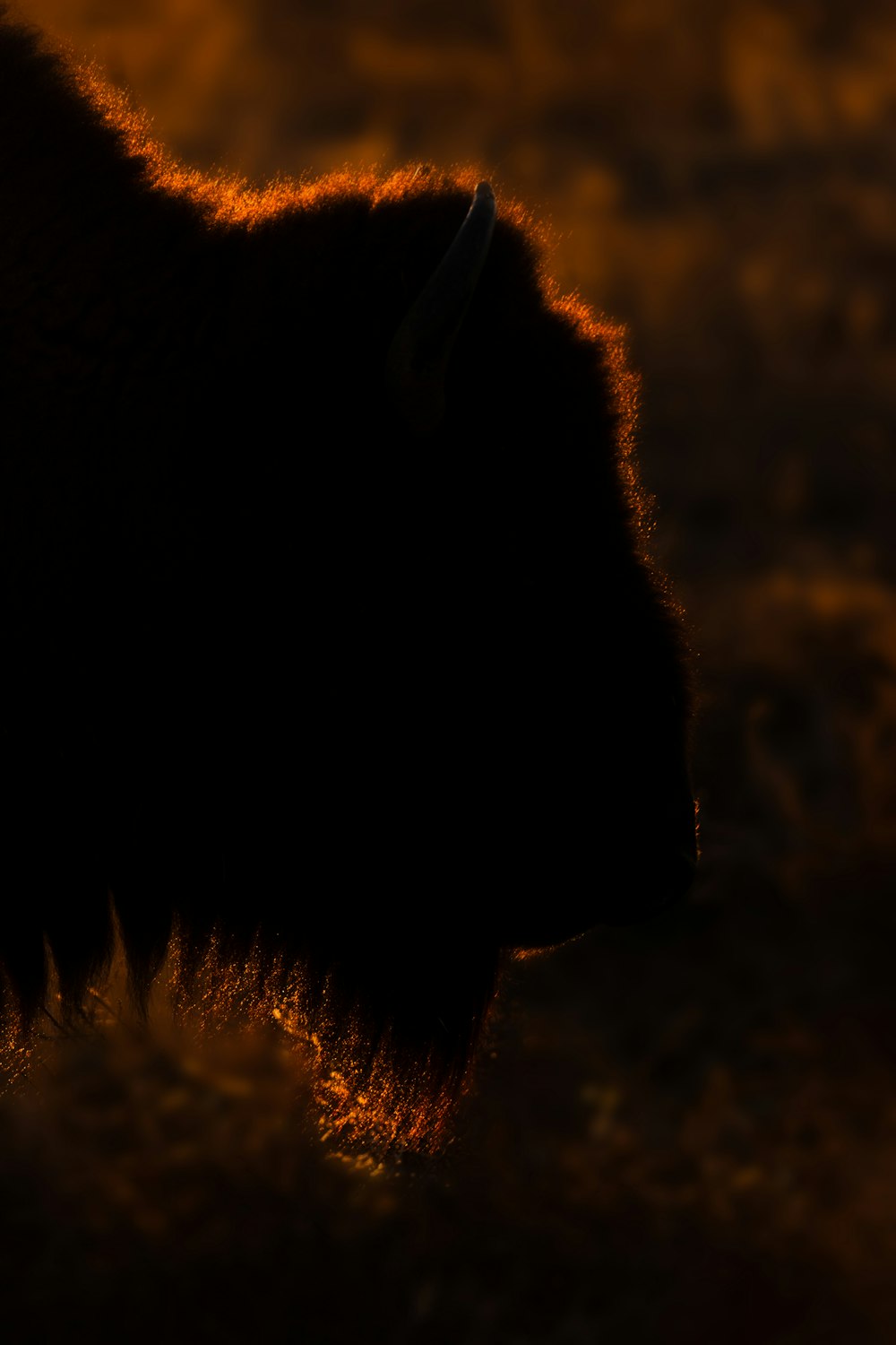 a close up of a bison's head at sunset