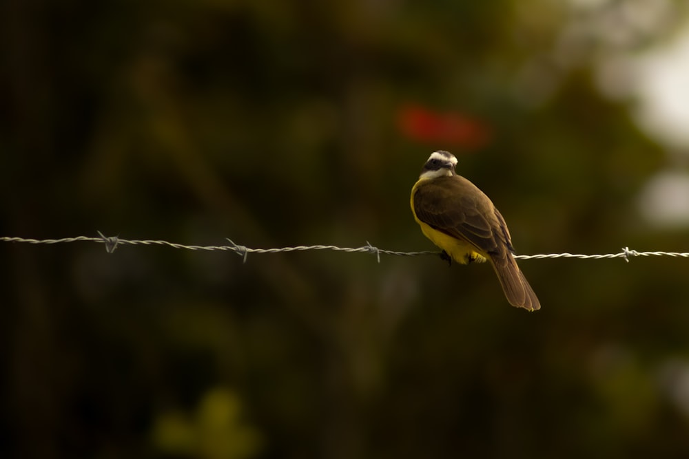 a bird sitting on a wire with trees in the background