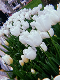 A field of blooming white tulips, arranged in neat rows, with lush green leaves underneath. The background reveals a building with ornate architecture and a well-maintained lawn. The setting gives a sense of being in a park or a garden.