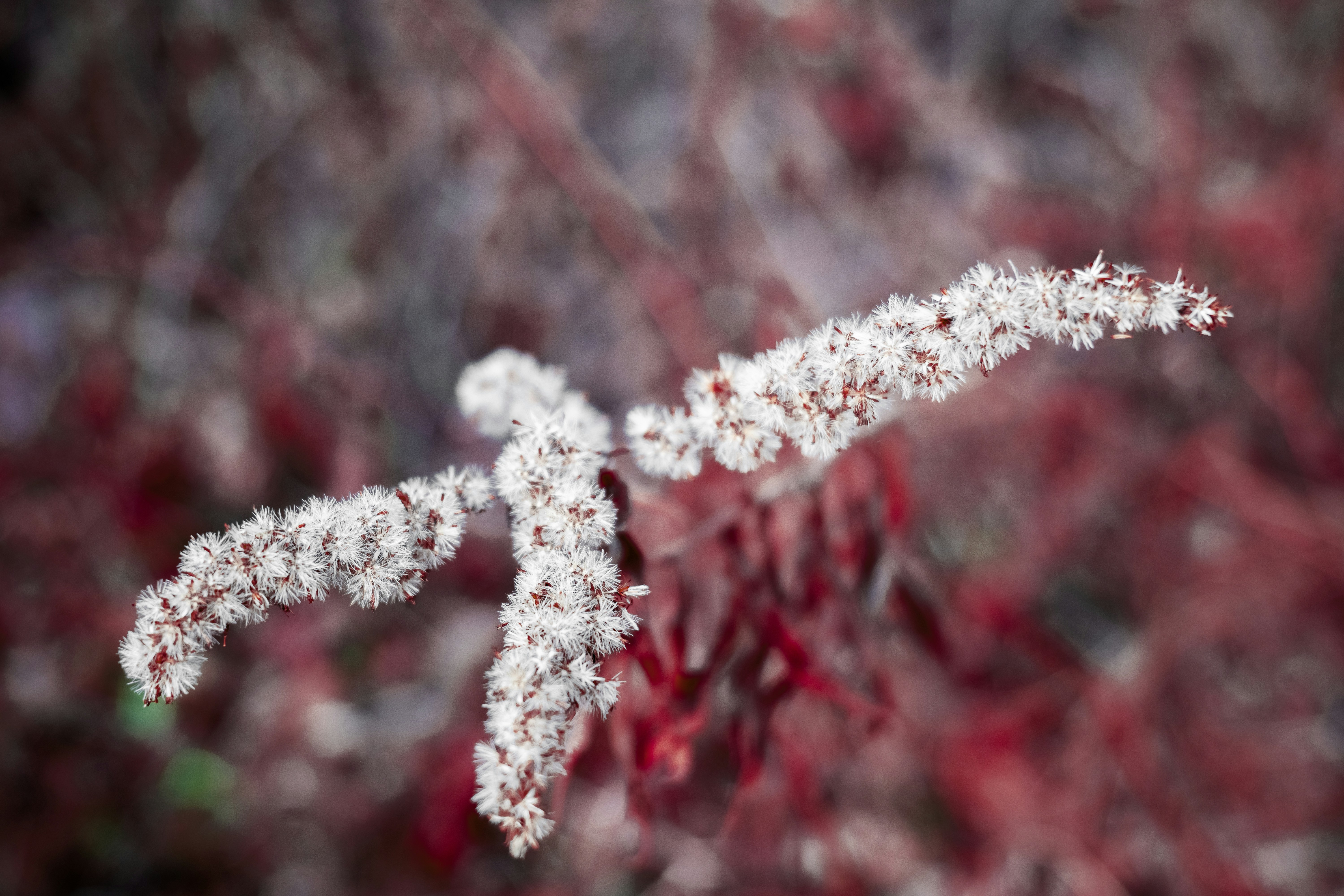 Photo by lunarimaginations