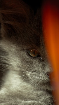 Close-up of a cat undergoing an ultrasound exam