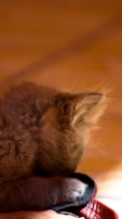 A playful kitten pawing at a baby’s tiny sock, both captured in soft natural light.
